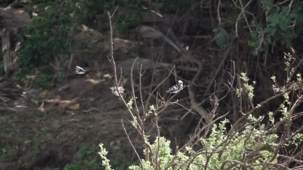 Spectacular view of kingfisher and two birds flying — Stock Video