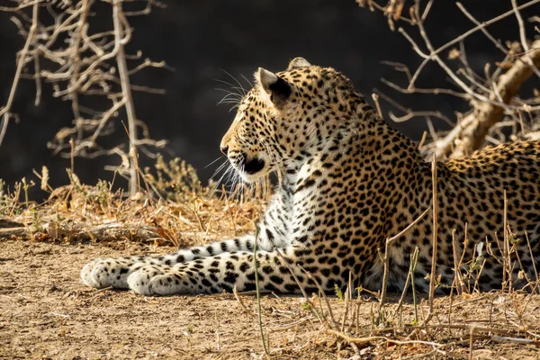 Leopardo salvaje acostado en el suelo —  Fotos de Stock