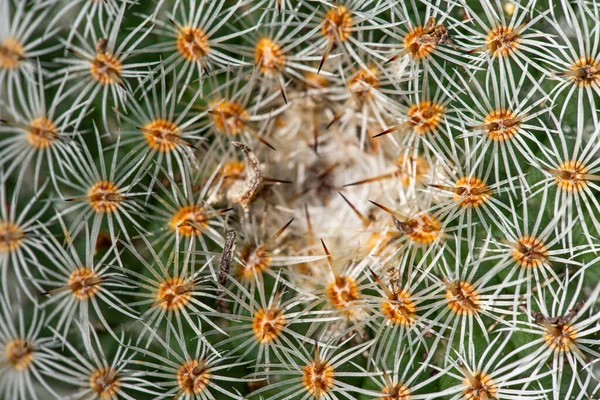 Cactus vista superior fondo primer plano macro patrón —  Fotos de Stock