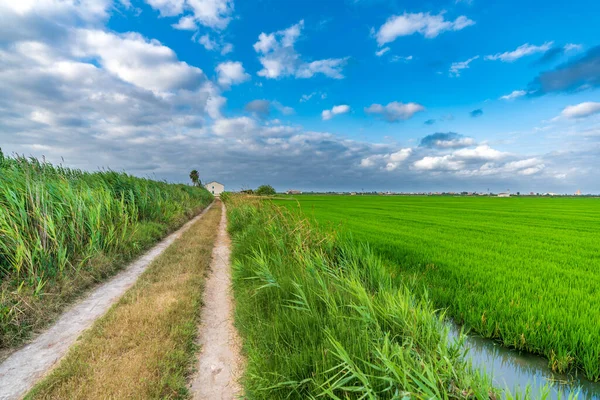 Track and house near rice fields in Valencia — Stock fotografie