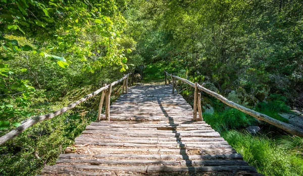 Ponte de madeira sobre a floresta — Fotografia de Stock