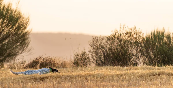 Mutató törzskönyv kutya lopakodó vadászat rádiós gallér hajnalban — Stock Fotó