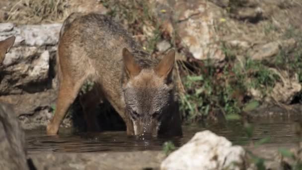 Wolf pack tira a cabeça da lagoa em super câmera lenta — Vídeo de Stock