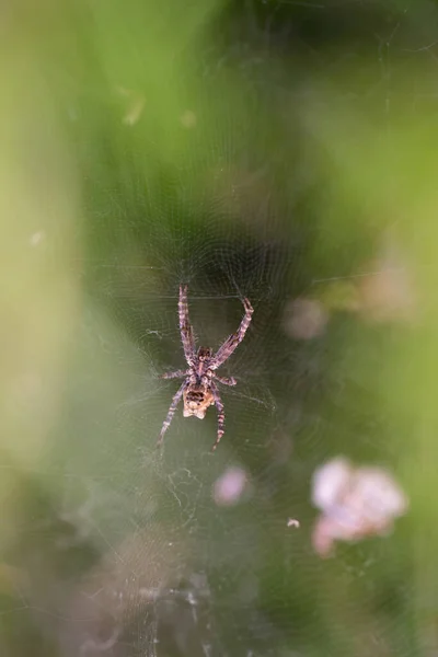 Vista inferior de close-up de aranha e teia de aranha — Fotografia de Stock