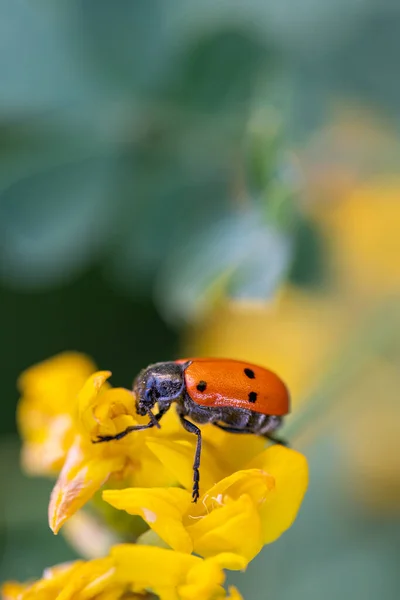 Bug vermelho sobre flor amarela com espaço de texto — Fotografia de Stock