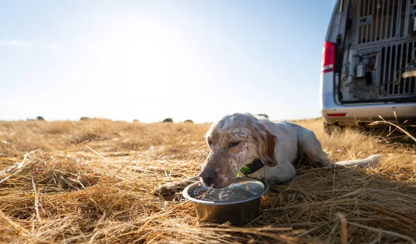 バンの近くで血統犬の飲料水をポインタ — ストック写真
