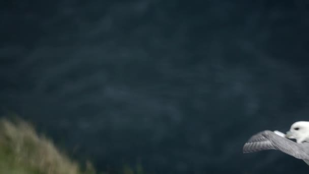 Mewa lecąca nad klifem w zwolnionym tempie — Wideo stockowe
