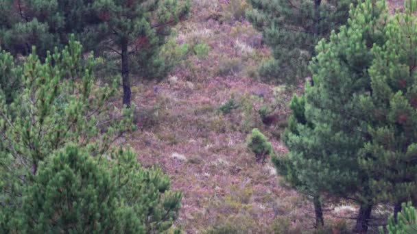 Rusa jantan menggaruk tanduk di atas pohon pinus kecil — Stok Video