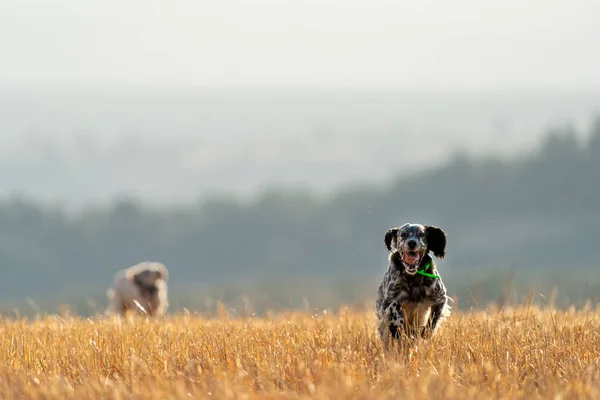Cães pedigree ponteiro correndo com rádio GPS, vista frontal — Fotografia de Stock