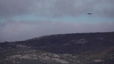 Kerkenez avlanmak için havada durdu.