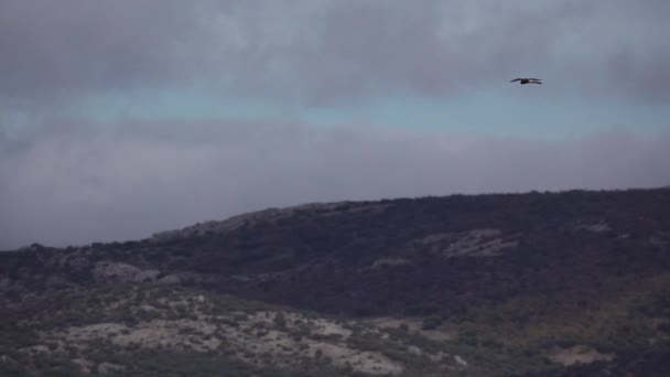 Kestrel se detuvo en el aire en busca de presas — Vídeos de Stock