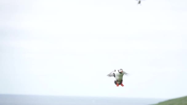Puffin cerca di atterrare in super slow motion contro il cielo bianco — Video Stock