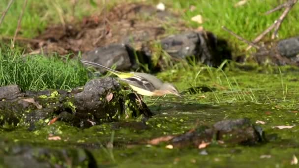 Mochila amarilla occidental volando sobre el río seco — Vídeos de Stock