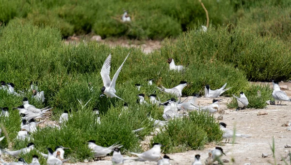 Common tern nesting area flying and feeding chicks — Stock Photo, Image