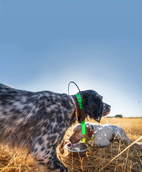 Zeigerhunde trinken nach dem Training Wasser — Stockfoto