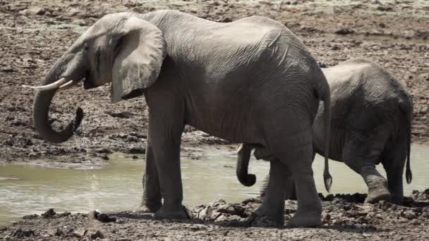 Elefant dricksvatten med koffert i slow motion — Stockvideo