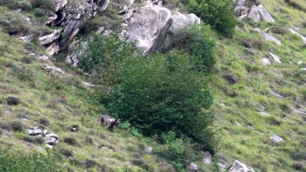 スペインのアストゥリアス州ソメイドの茂みの近くの野生のクマ — ストック動画