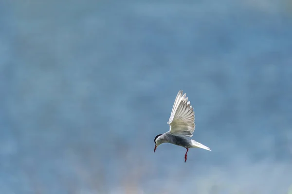 Tern comum em voo com asas estendidas contra fundo desfocado — Fotografia de Stock