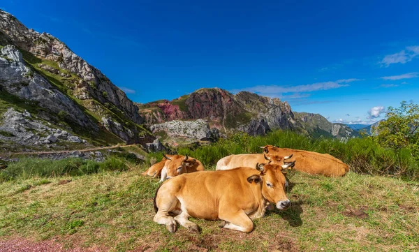 Mucche a terra in cima alla montagna con cielo limpido — Foto Stock
