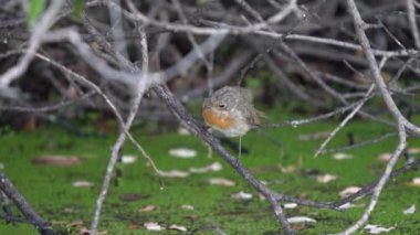 Robin Bird ağaç dalları arasında uçup gidiyor.
