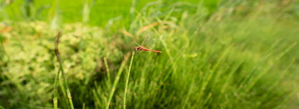 Libelle steht über dem Zweig — Stockfoto