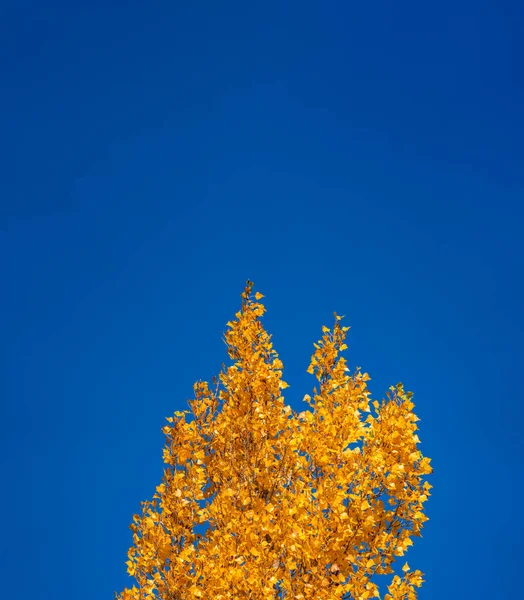 Açık mavi gökyüzünün altında sonbahar renkleri — Stok fotoğraf