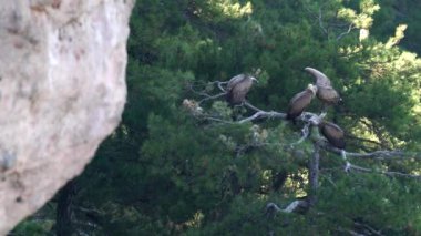 Akbaba ağacın üzerinde kanat çırpıyor.