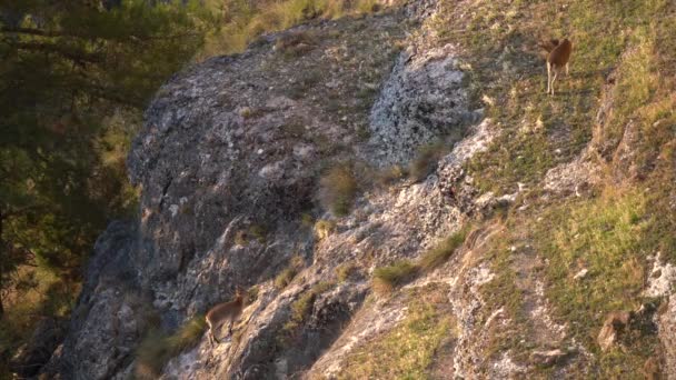 Kleine wilde geit klimmend over de rotsen — Stockvideo