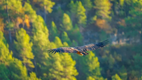 Top view of vulture flying over the forest — Stock Photo, Image