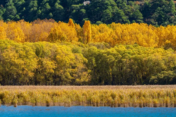 Φθινοπωρινά χρώματα με διαφορετικά στρώματα δέντρων — Φωτογραφία Αρχείου