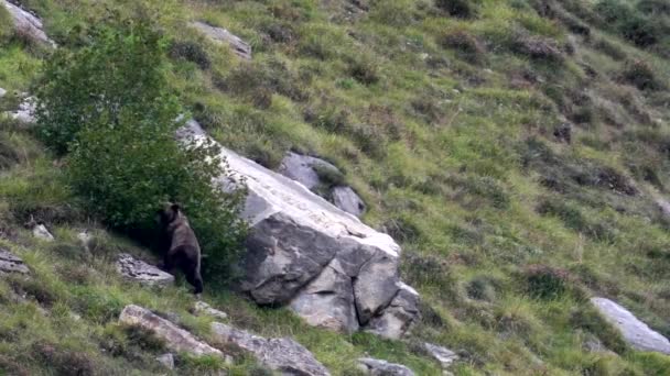 Oso salvaje deja de buscar almendras y mira a la cámara — Vídeos de Stock