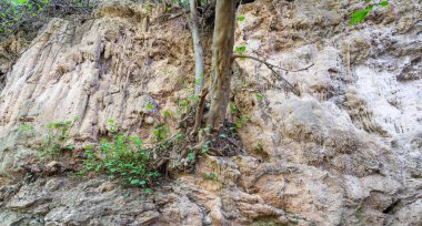 Duvarın ortasından büyüyen ağaç.