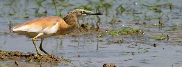 Rohrdommel sucht kleine Fische über überflutetem Reisfeld — Stockfoto