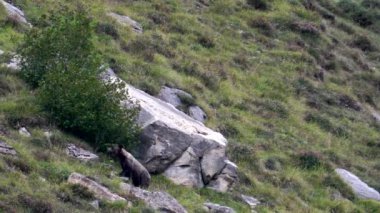 Vahşi ayı Somiedo, Asturias, İspanya 'da badem arıyor.