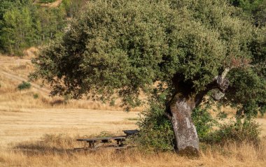 Büyük bir meşe ağacı olan sakin bir kırsal alan kırsal piknik masasına gölge sağlıyor..