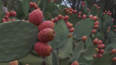 Parlak turuncu ve kırmızı dikenli armut kaktüsleri davet ediyor, tatlı ve yenilebilir meyveler..