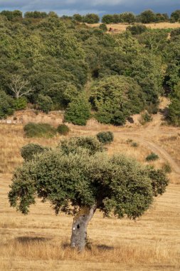 A solitary oak stands amid rolling hills and dense forest beneath a calm sky, creating a peaceful landscape.