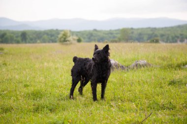 Hırvat çoban köpeği alanında. Siyah köpek açık havada doğa içinde.