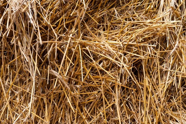 Golden yellow straw as background or wallpaper. Dry golden hay