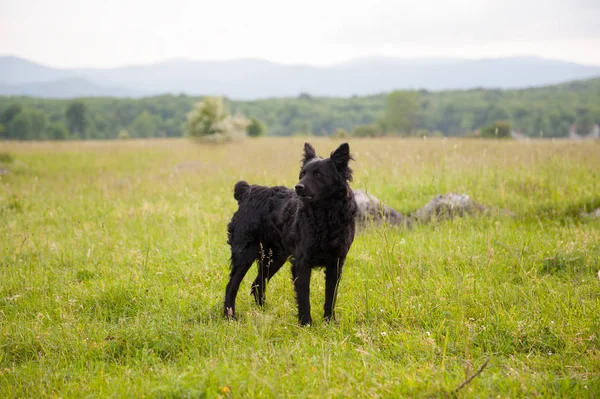 Hırvat çoban köpeği alanında. Siyah köpek açık havada doğa içinde.