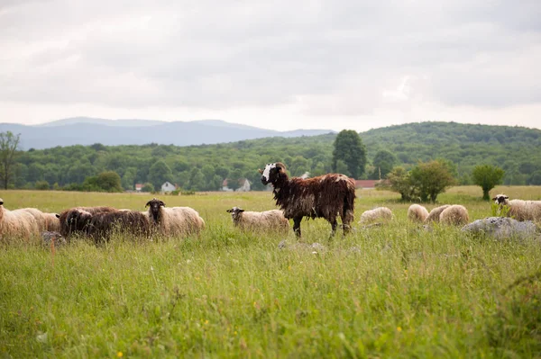 Brown Sheep in a field with tall grass