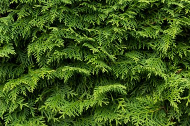 Yeşil duvar arka plan, doku olarak cupressus ağacının. Doğal duvar kağıdı. Cupressus ağaç closeup.