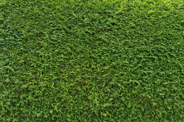 Yeşil duvar arka plan, doku olarak cupressus ağacının. Doğal duvar kağıdı. Cupressus ağaç closeup.
