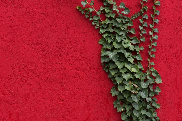 Red wall with green leaves as background, texture. Green ivy plant against red surface. Red and green contrast.