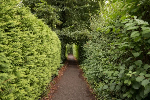 Yeşil geçit yolu cupressus ağaç. Güzel geçit yolu yalak park. Gizli yeşil park yolu