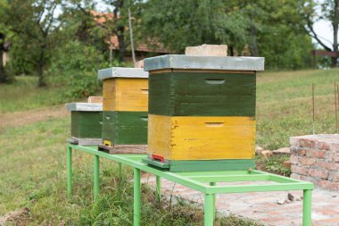 Yeşil ve sarı ahşap kovan arı ile bir arı kovanı içinde. Kurdeşen doğada. Apiculture