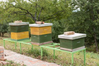 Yeşil ve sarı ahşap kovan arı ile bir arı kovanı içinde. Kurdeşen doğada. Apiculture