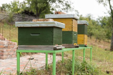 Yeşil ve sarı ahşap kovan arı ile bir arı kovanı içinde. Kurdeşen doğada. Apiculture