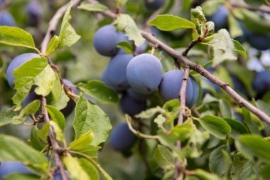Ağaç, dal yeşil yaprakları ve güzel sulu mavi, mor erik ile tam. Sağlıklı gıda