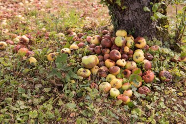 Elma ağacı yakınındaki doğada yerdeki çürük elma yığını. Meyve. Çürüyen elma